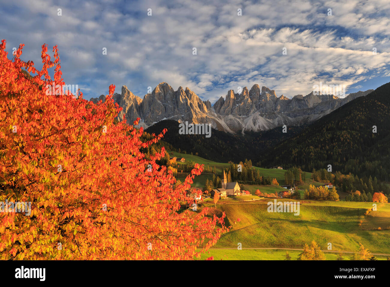 Red cherry trees in autumn color the country road around St. Magdalena village, Val di Funes, South Tyrol, Italy Stock Photo