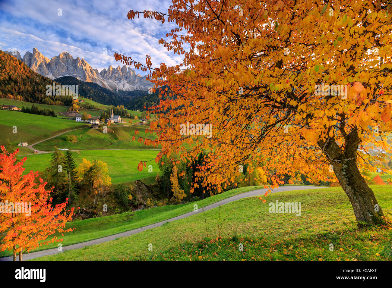 Red cherry trees in autumn color the country road around St. Magdalena village, South Tyrol, Italy Stock Photo