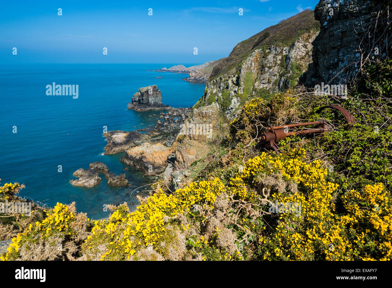 Blooming gorse over the east coast of Sark, Channel Islands, United Kingdom, Europe Stock Photo