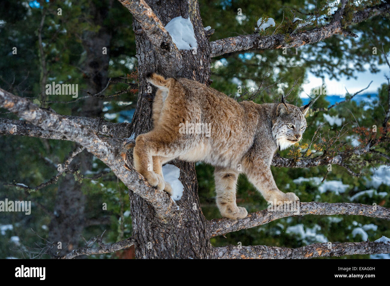 Canadian lynx (Lynx canadensis), Montana, United States of America