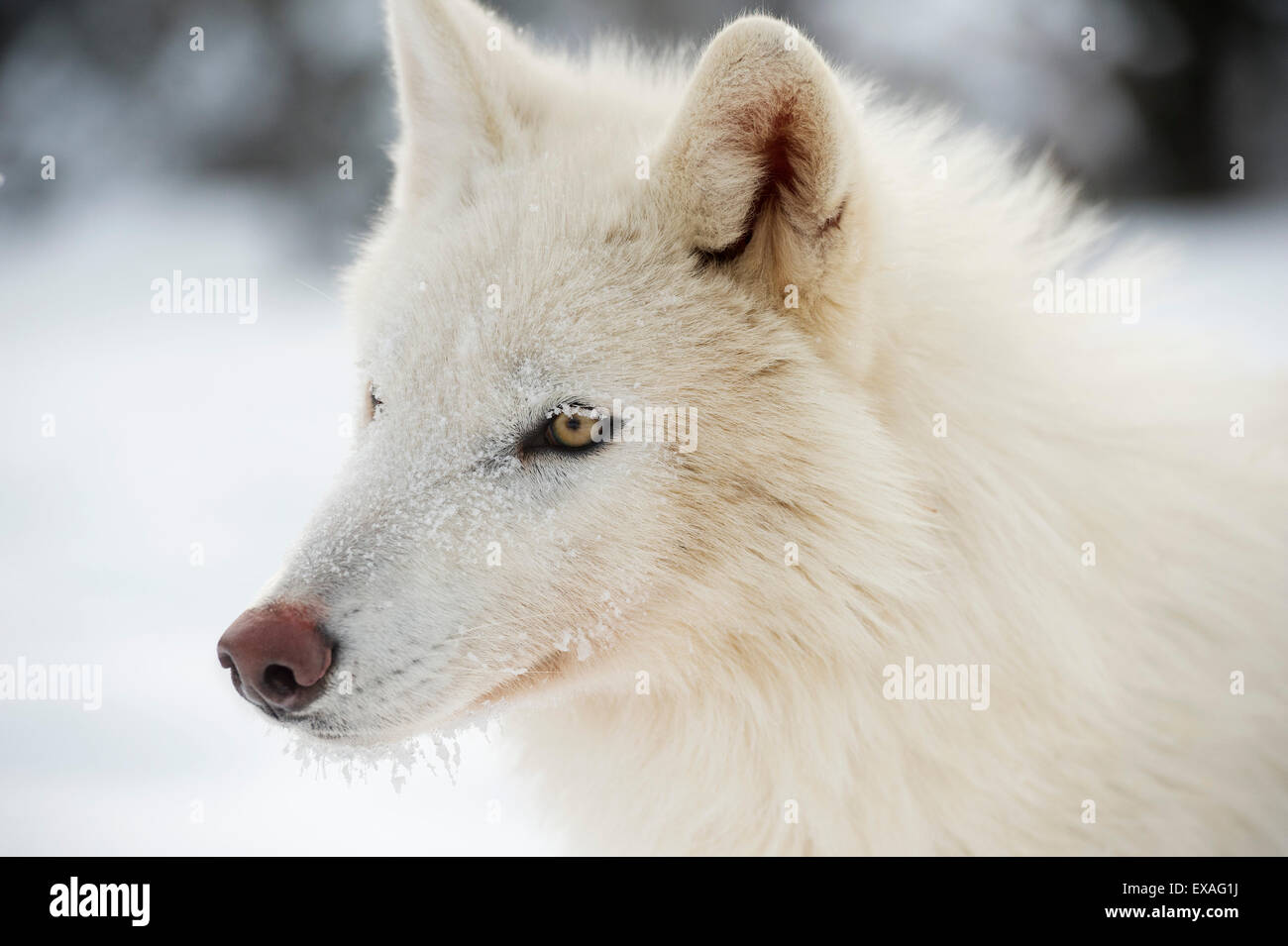 Arctic wolf (Canis lupus arctos), Montana, United States of America, North America Stock Photo