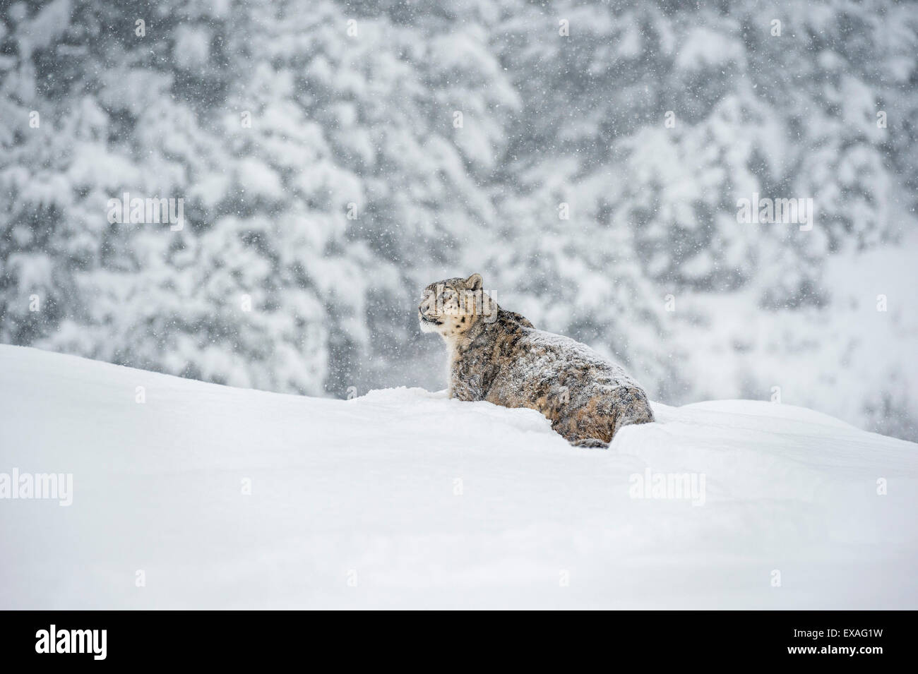 Snow leopard (Panthera india), Montana, United States of America, North America Stock Photo