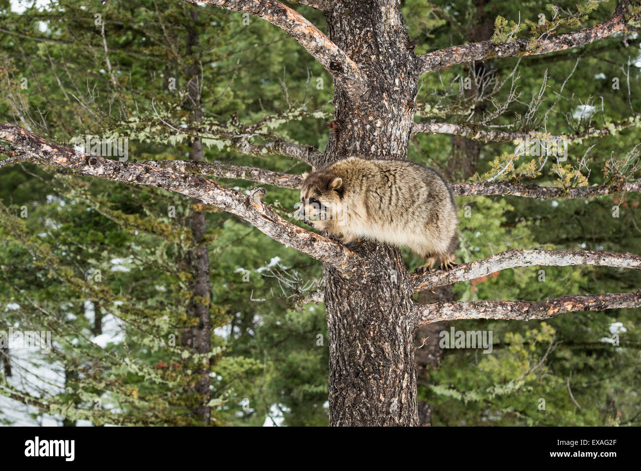 Racoon (raccoon) (Procyon lotor), Montana, United States of America, North America Stock Photo