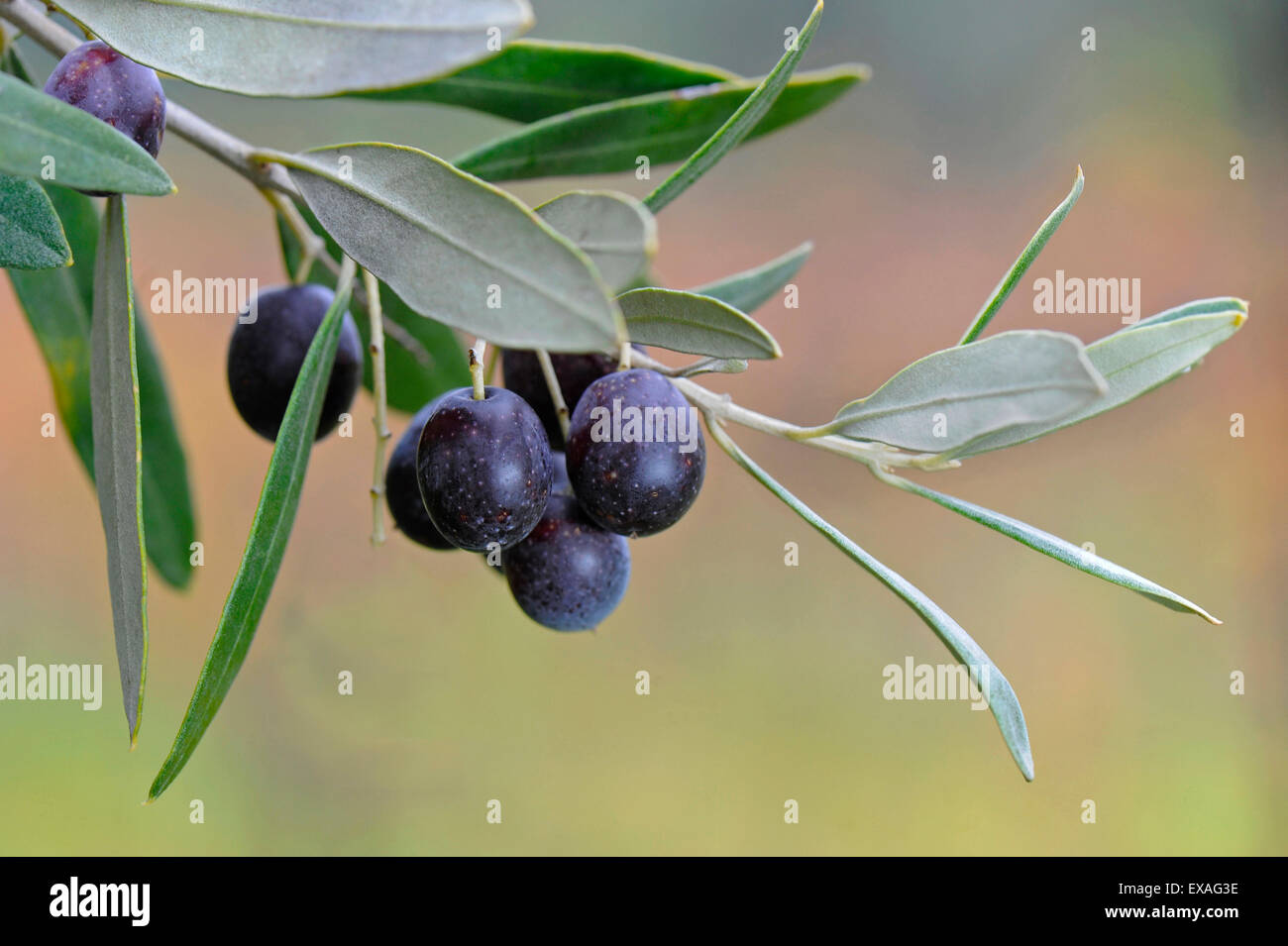 Italy, tuscany, olive tree Stock Photo Alamy