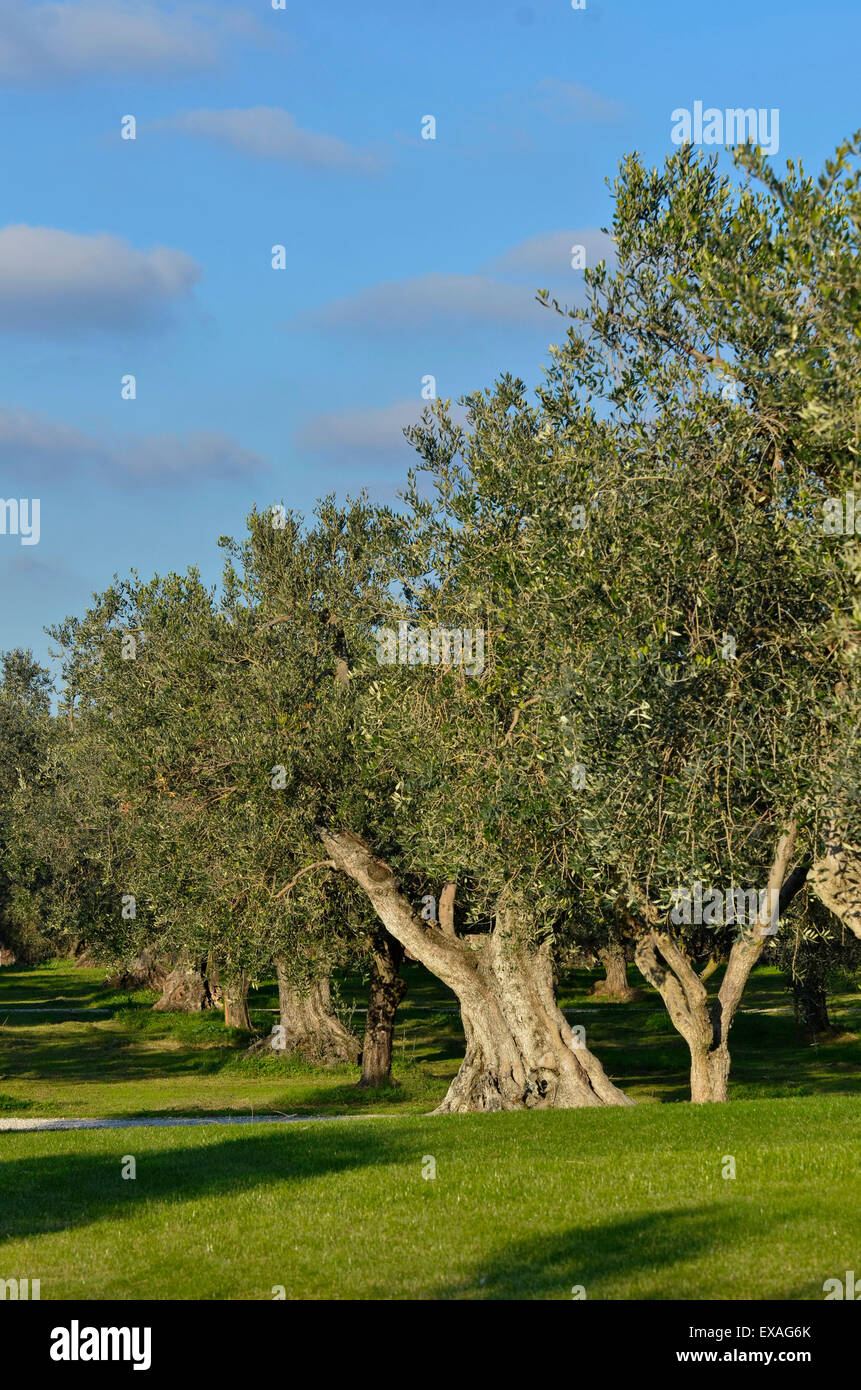 Olive olea europaea tuscan olive tree hires stock photography and