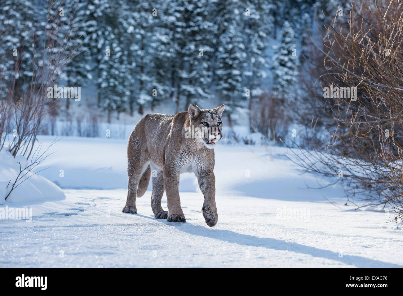 Mountain lion (puma) (cougar) (Puma concolor), Montana, United States of America, North America Stock Photo
