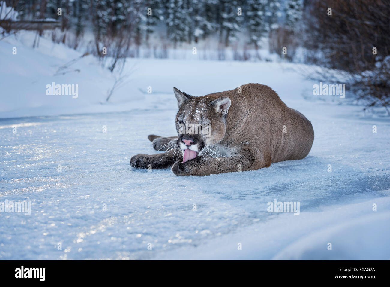 Mountain lion (puma) (cougar) (Puma concolor), Montana, United States of America, North America Stock Photo