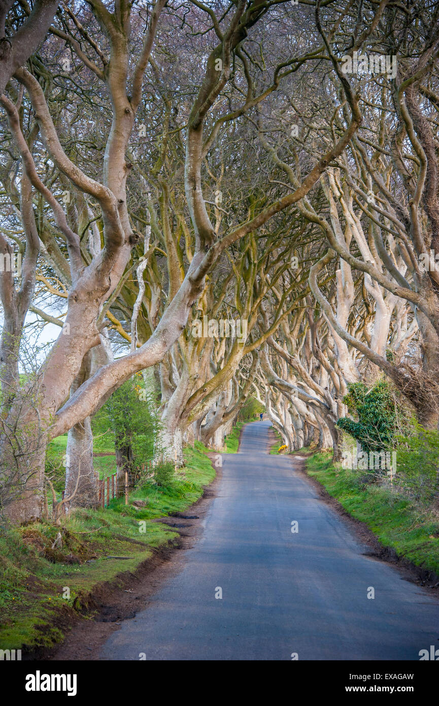 The Dark Hedges in Northern Ireland, beech tree avenue, Northern