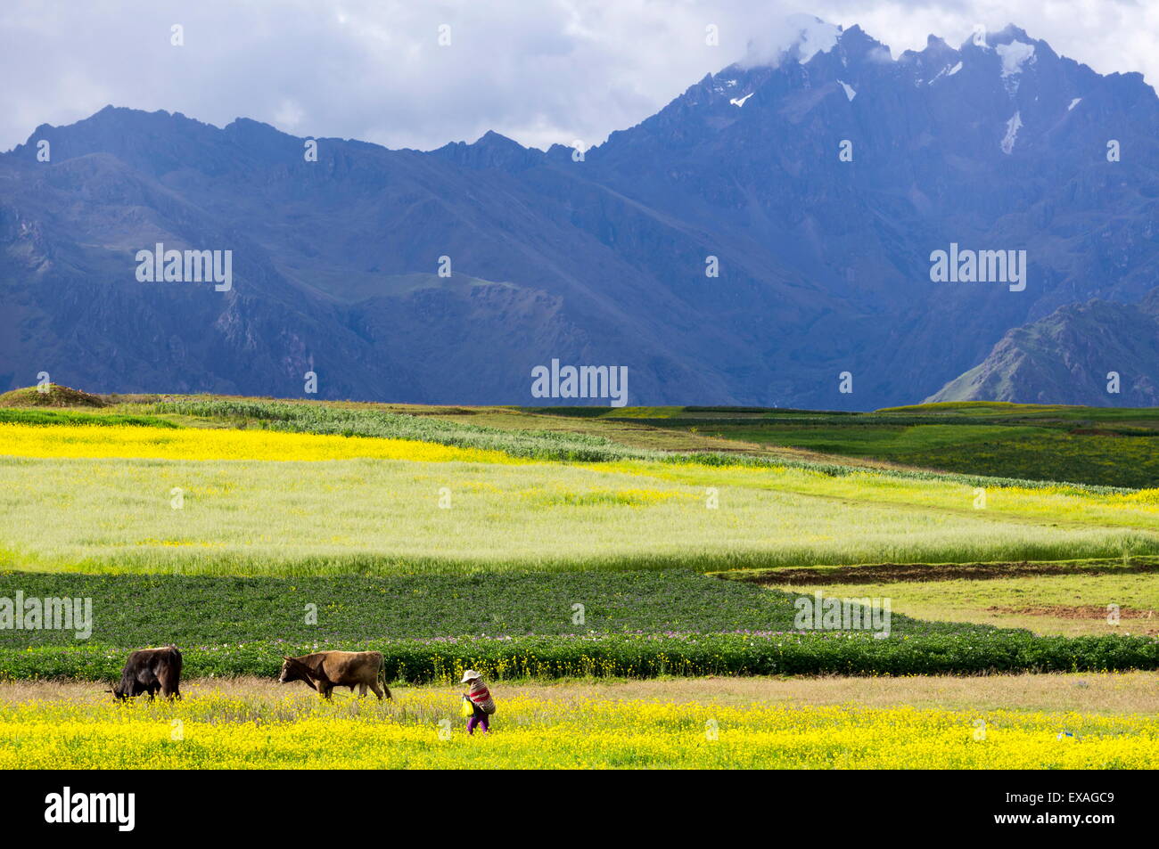 Cultivated fields and cattle, Moho, bordering on Lake Titicaca, Peru, South America Stock Photo