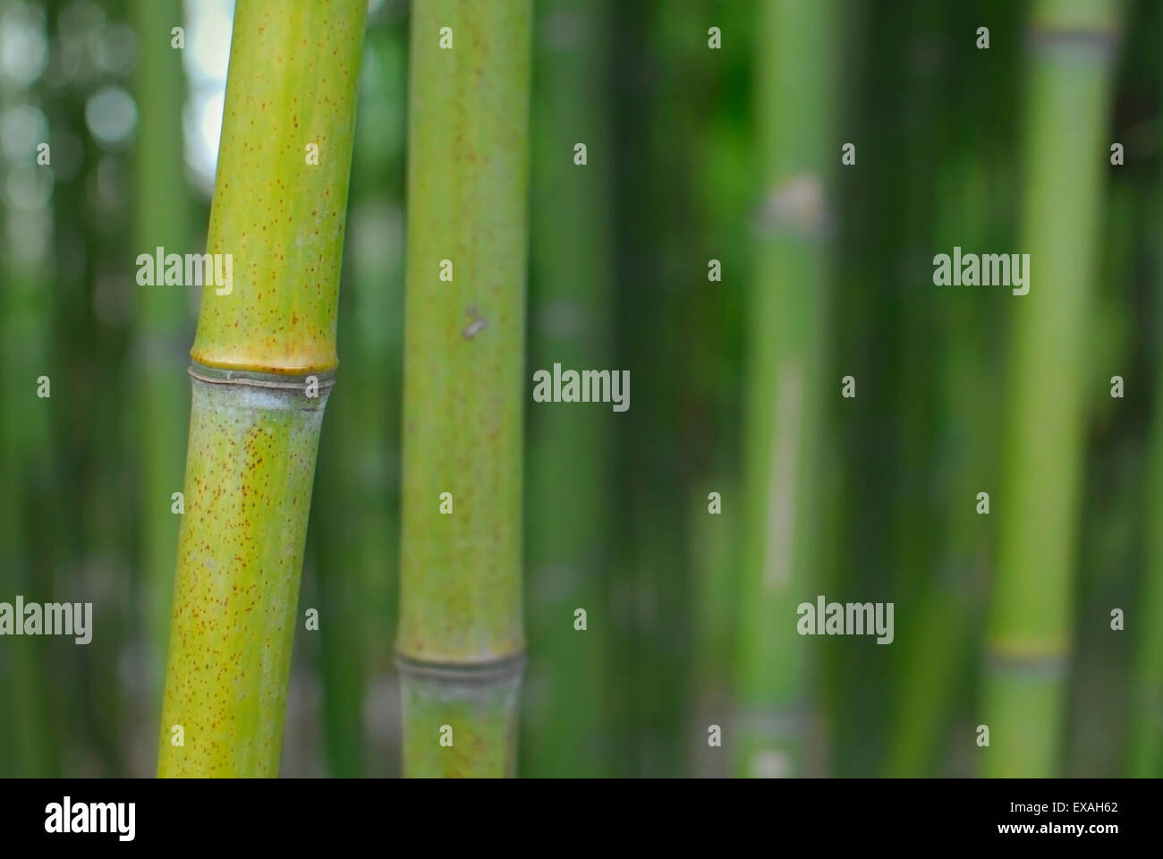 Bamboo Forest, Green Stems and Leaves. Stock Photo