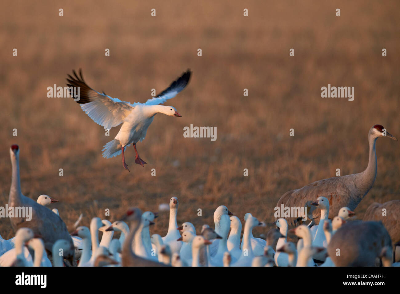 Snow goose (Chen caerulescens) landing, Bosque del Apache National Wildlife Refuge, New Mexico, United States of America Stock Photo