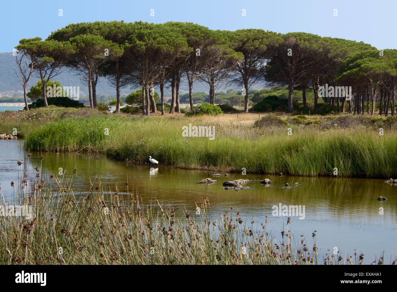 Lake with water plants and bird, sea and beach in the background, Costa degli Oleandri, near Ottiolu harbour, Sardinia, Italy Stock Photo