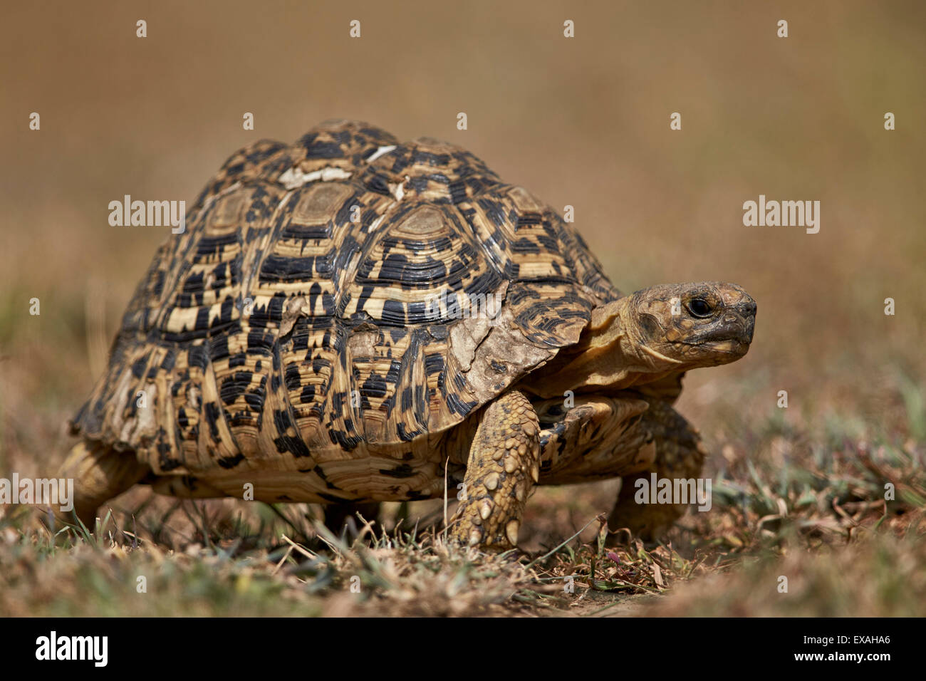 Leopard tortoise (Geochelone pardalis), Ngorongoro Conservation Area, Serengeti, Tanzania, East Africa, Africa Stock Photo