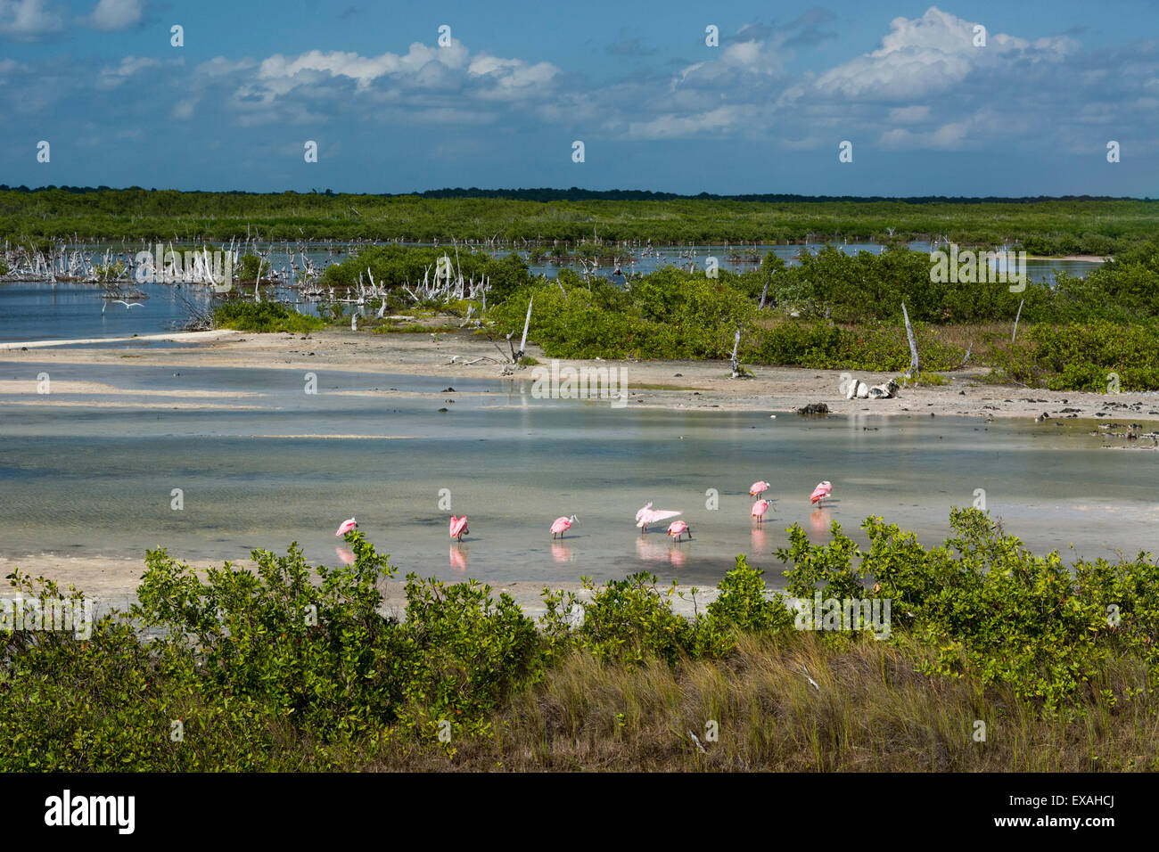 Roseate spoonbills (Platalea ajaja), Lagoon, Punta Sur Eco Park, Cozumel Island, Quintana Roo, Mexico, North America Stock Photo