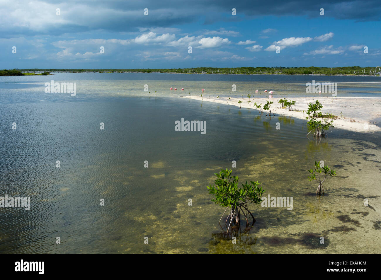 Roseate spoonbills (Platalea ajaja), Lagoon, Punta Sur Eco Park, Cozumel Island, Quintana Roo, Mexico, North America Stock Photo