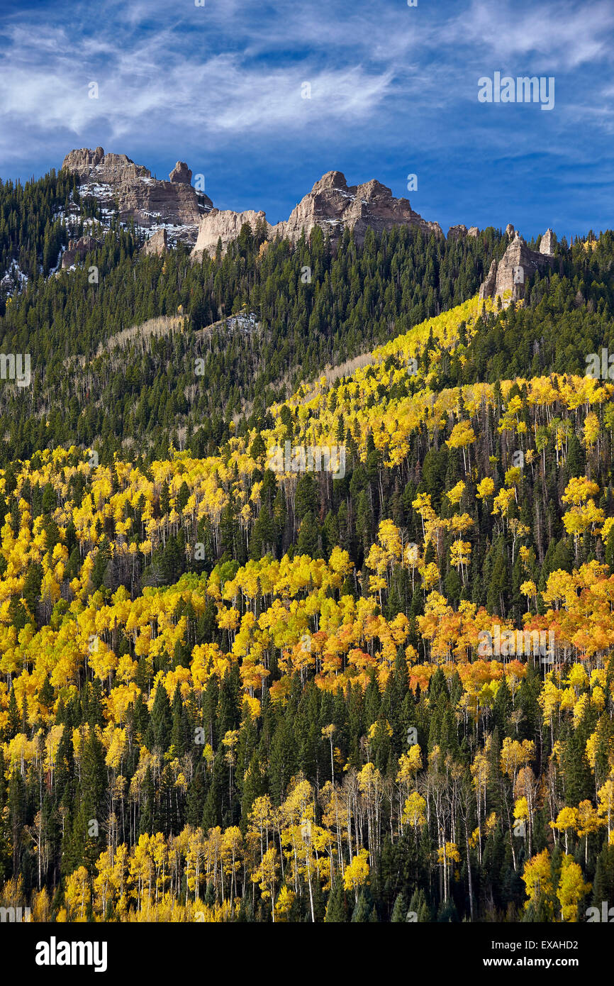 Yellow and orange aspens with evergreens in the fall, Uncompahgre National Forest, Colorado, United States of America Stock Photo