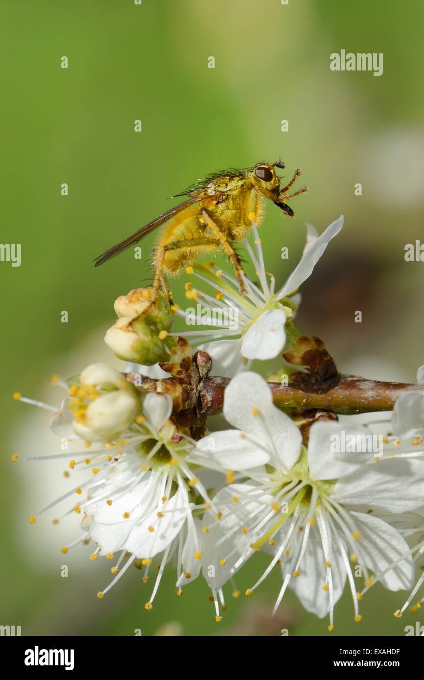 Male yellow dung fly (Scathophaga stercoraria) standing on blackthorn flowers, Wiltshire, England, UK Stock Photo