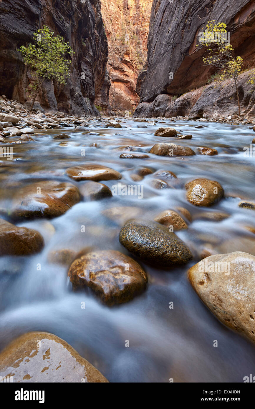 The Narrows of the Virgin River in the fall, Zion National Park, Utah, United States of America, North America Stock Photo