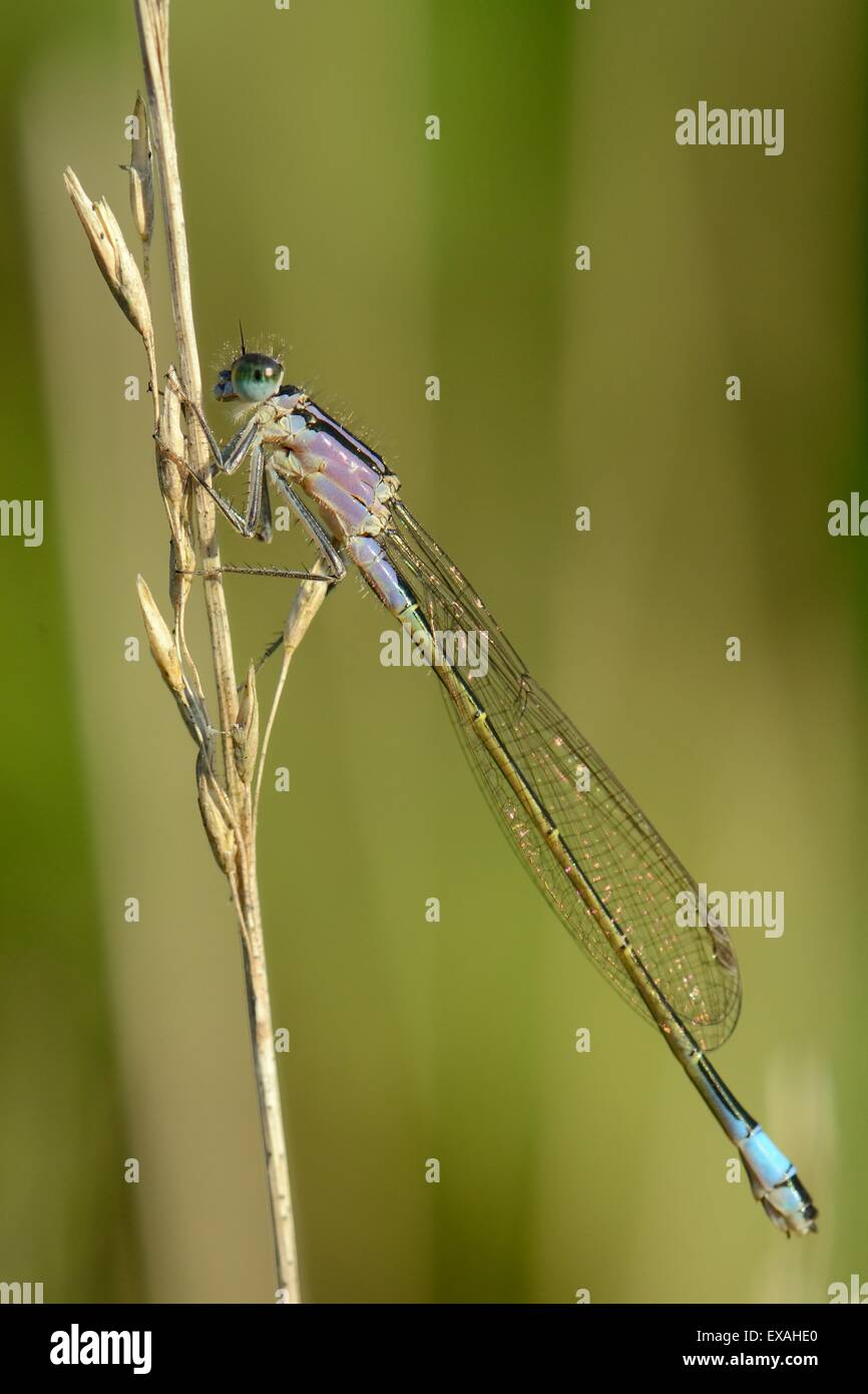Female blue tailed damselfly ischnura elegans violet form resting