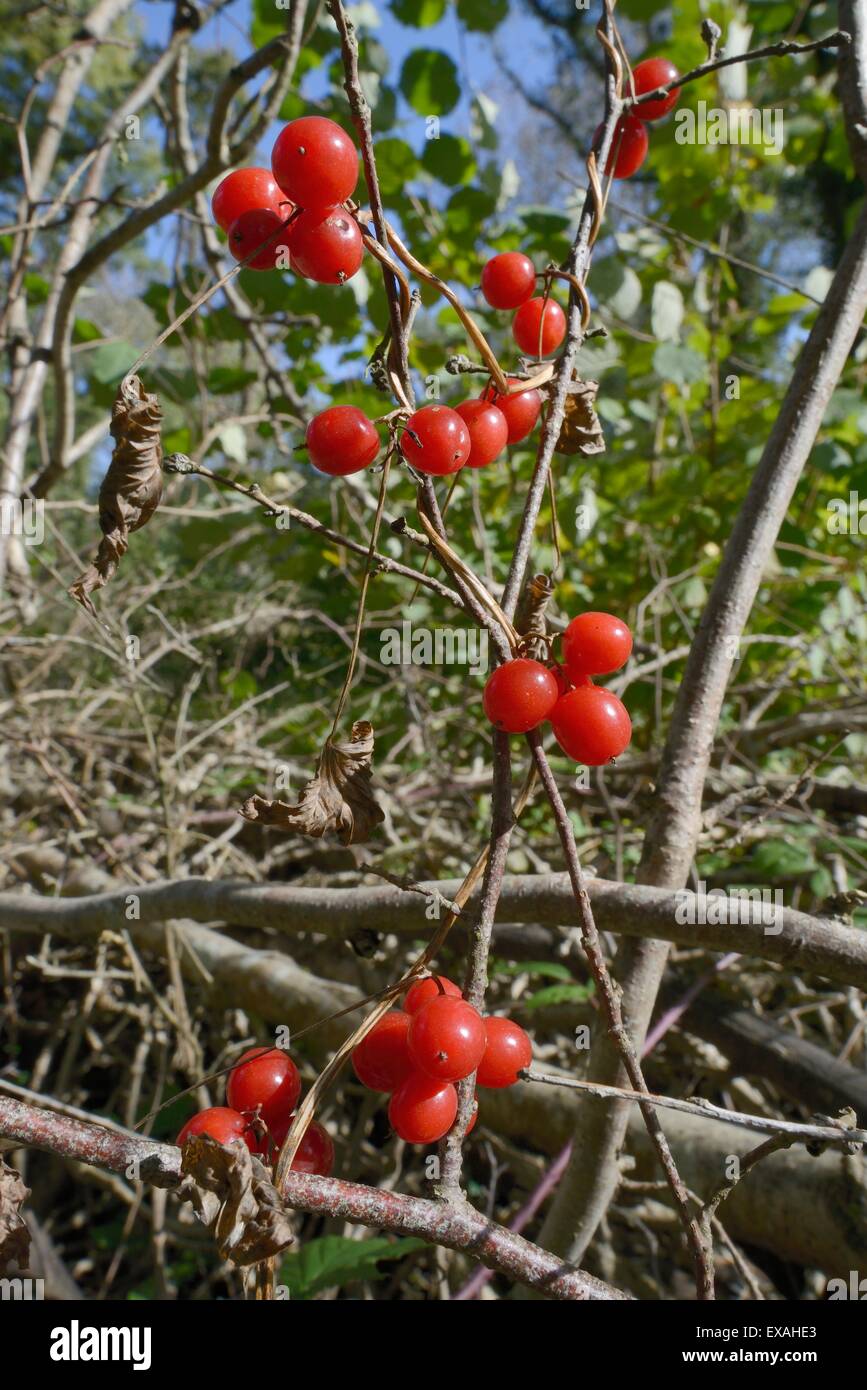 Berries on stems hi-res stock photography and images - Alamy