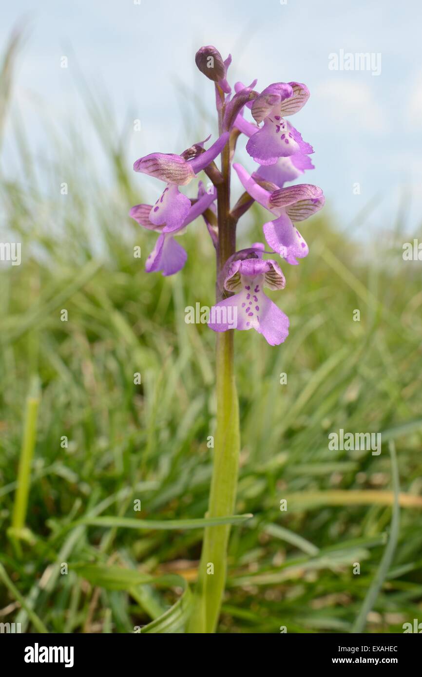 Green-winged orchid (Orchis) (Anacamptis morio) flowering in a traditional hay meadow, Clattinger Farm, Wiltshire, England, UK Stock Photo