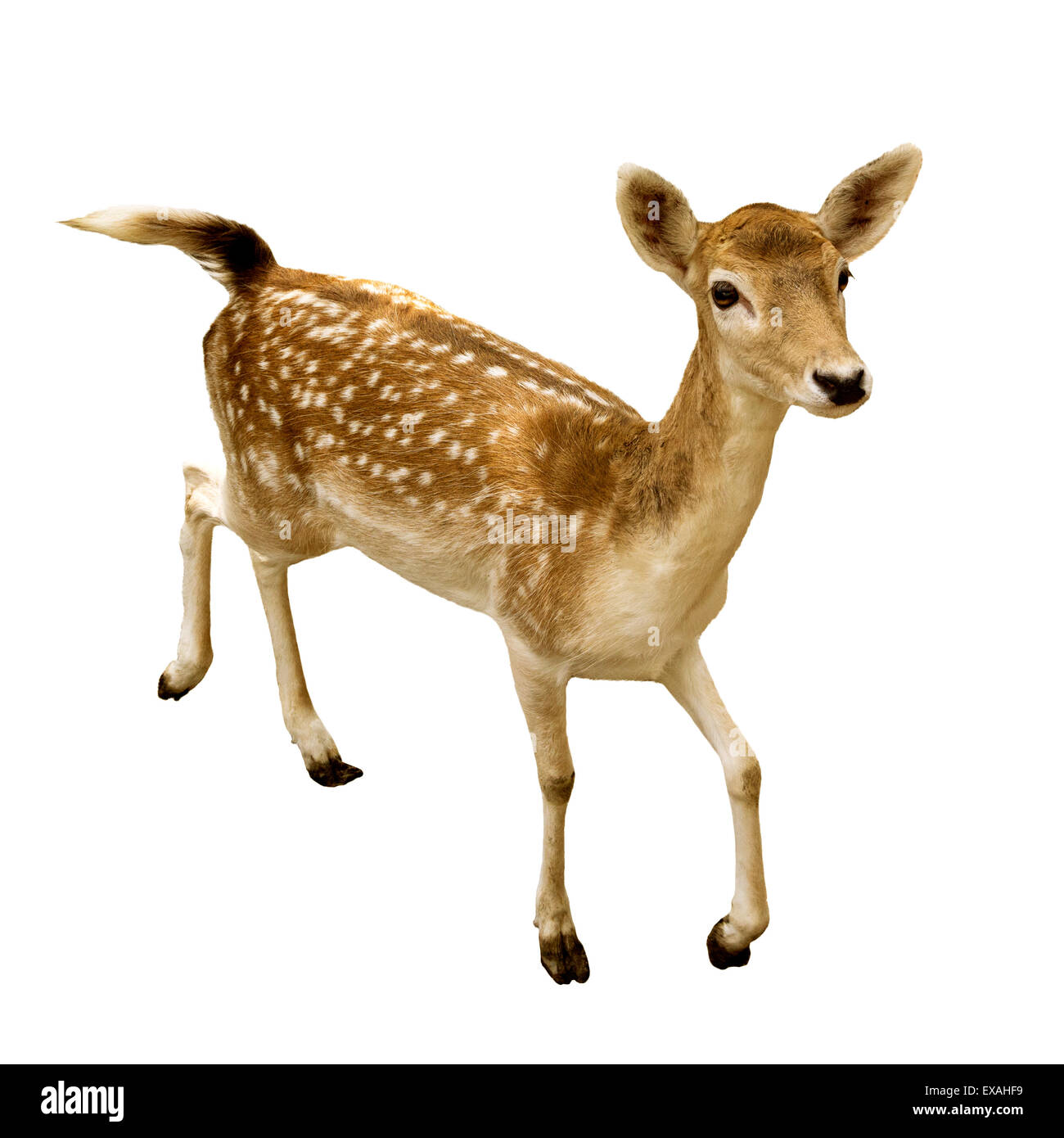 female sika deer isolated on white background Stock Photo