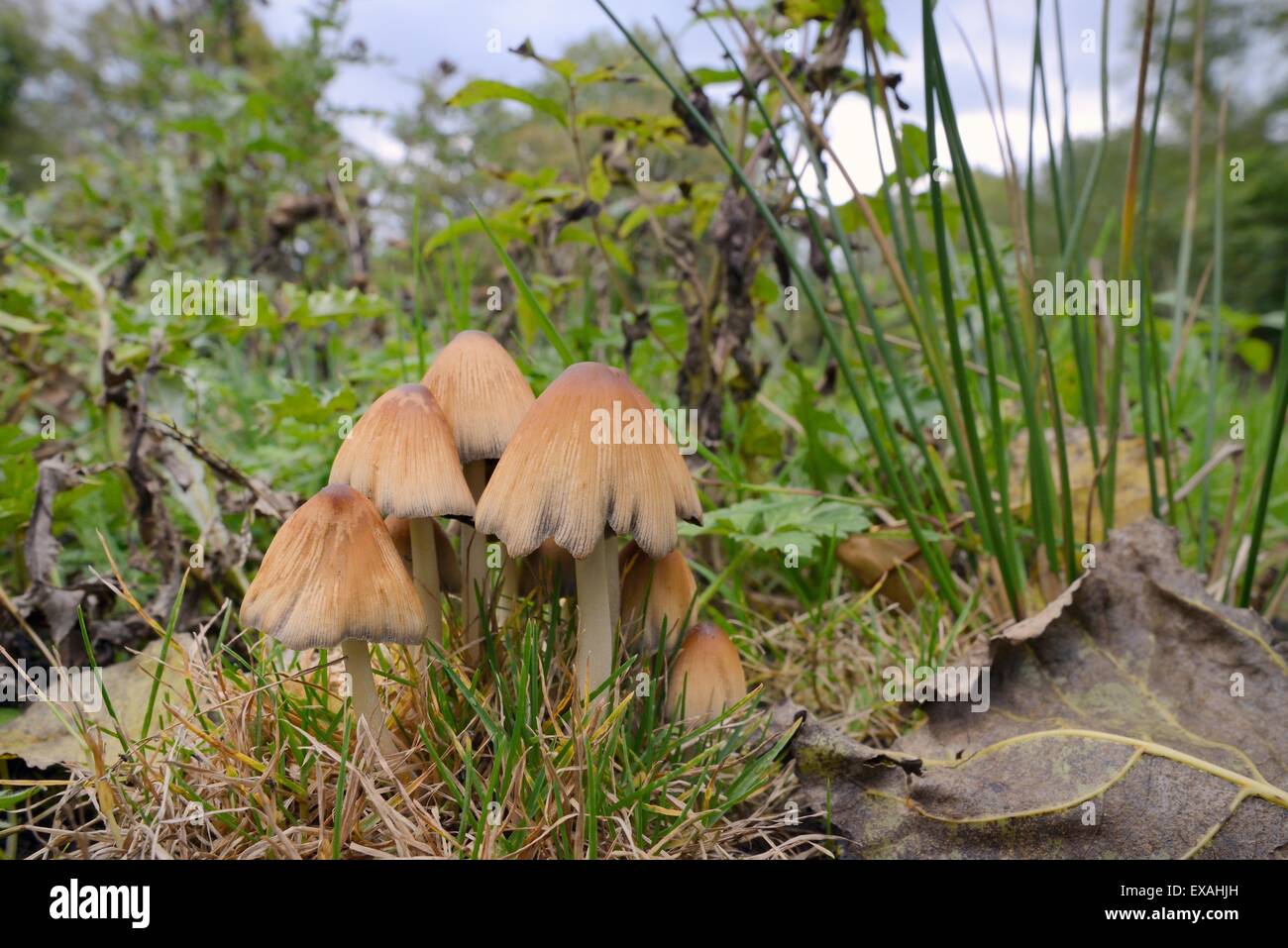 Shining inkcap growing in a woodland clearing, Gloucestershire Wildlife Trust nature reserve, Gloucestershire, England, UK Stock Photo