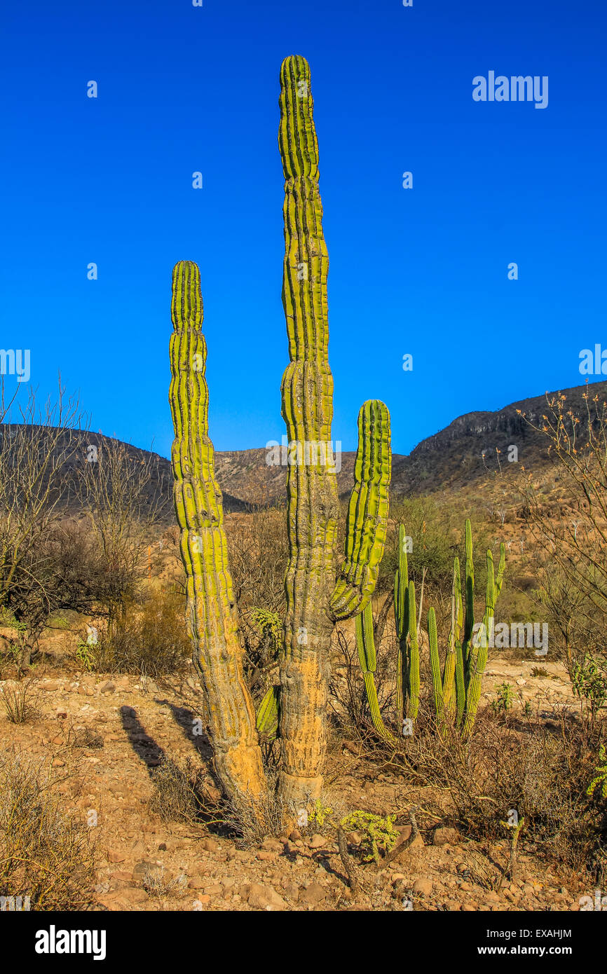 Mexican Giant Cardon Cactus Hi Res Stock Photography And Images Alamy