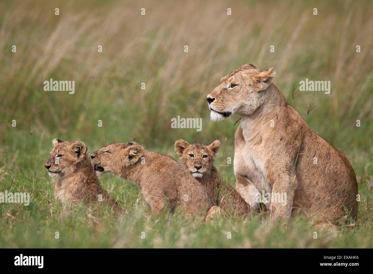 Lion (Panthera leo) female and three cubs, Ngorongoro Crater, Tanzania, East Africa, Africa Stock Photo