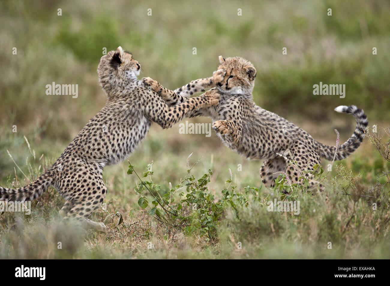 Two cheetah (Acinonyx jubatus) cubs playing, Ngorongoro Conservation Area, Serengeti, Tanzania, East Africa, Africa Stock Photo