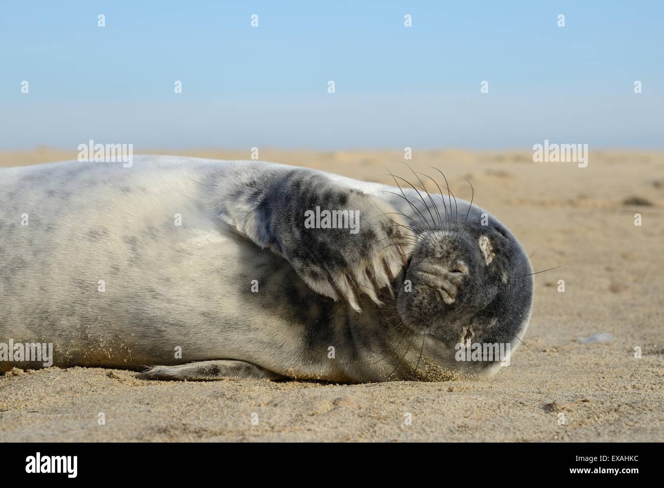 Grey seal pup (Halichoerus grypus) chewing a flipper while lying on a sandy beach, Norfolk, England, United Kingdom, Europe Stock Photo