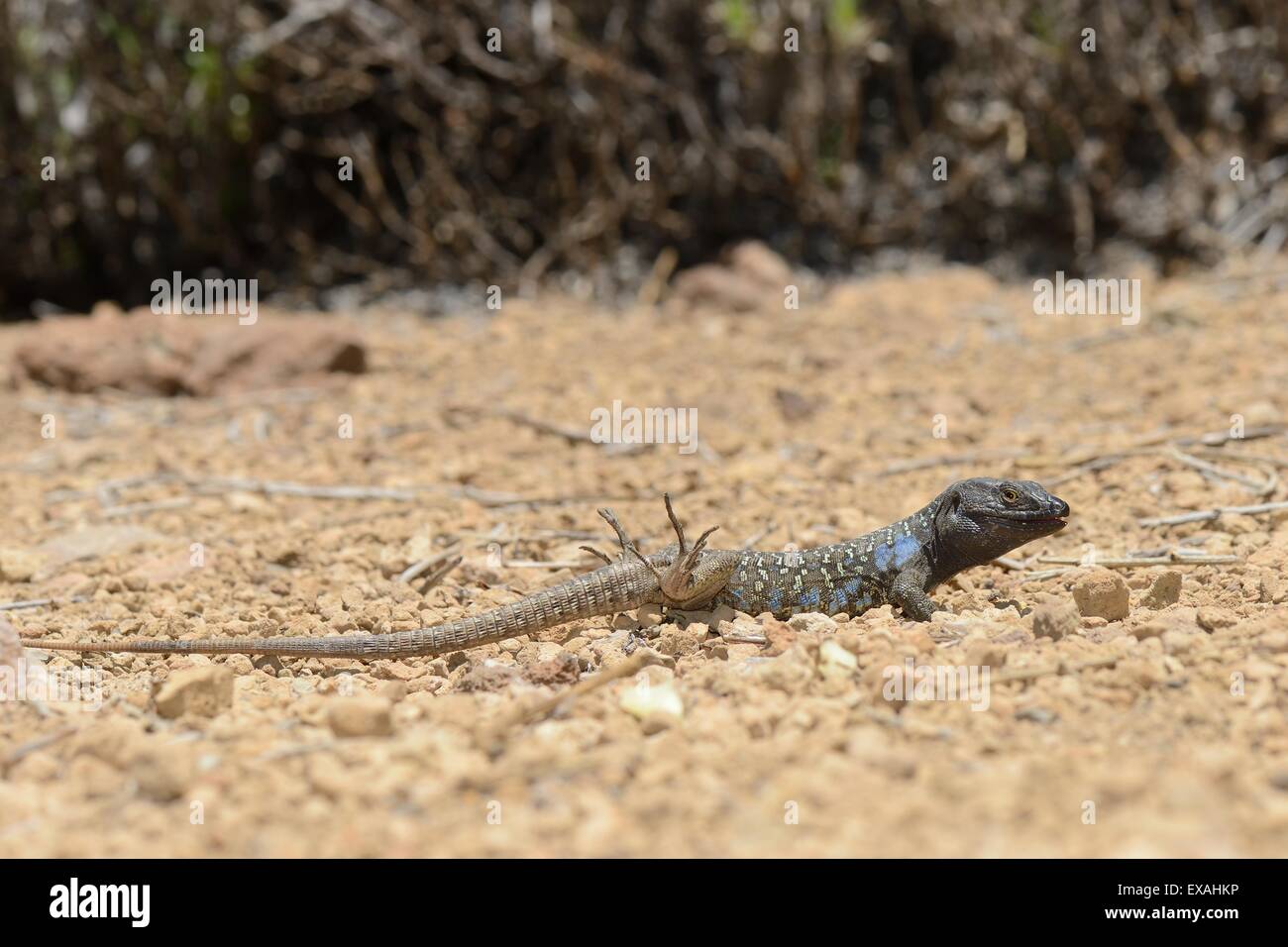Lizard feet hires stock photography and images Alamy