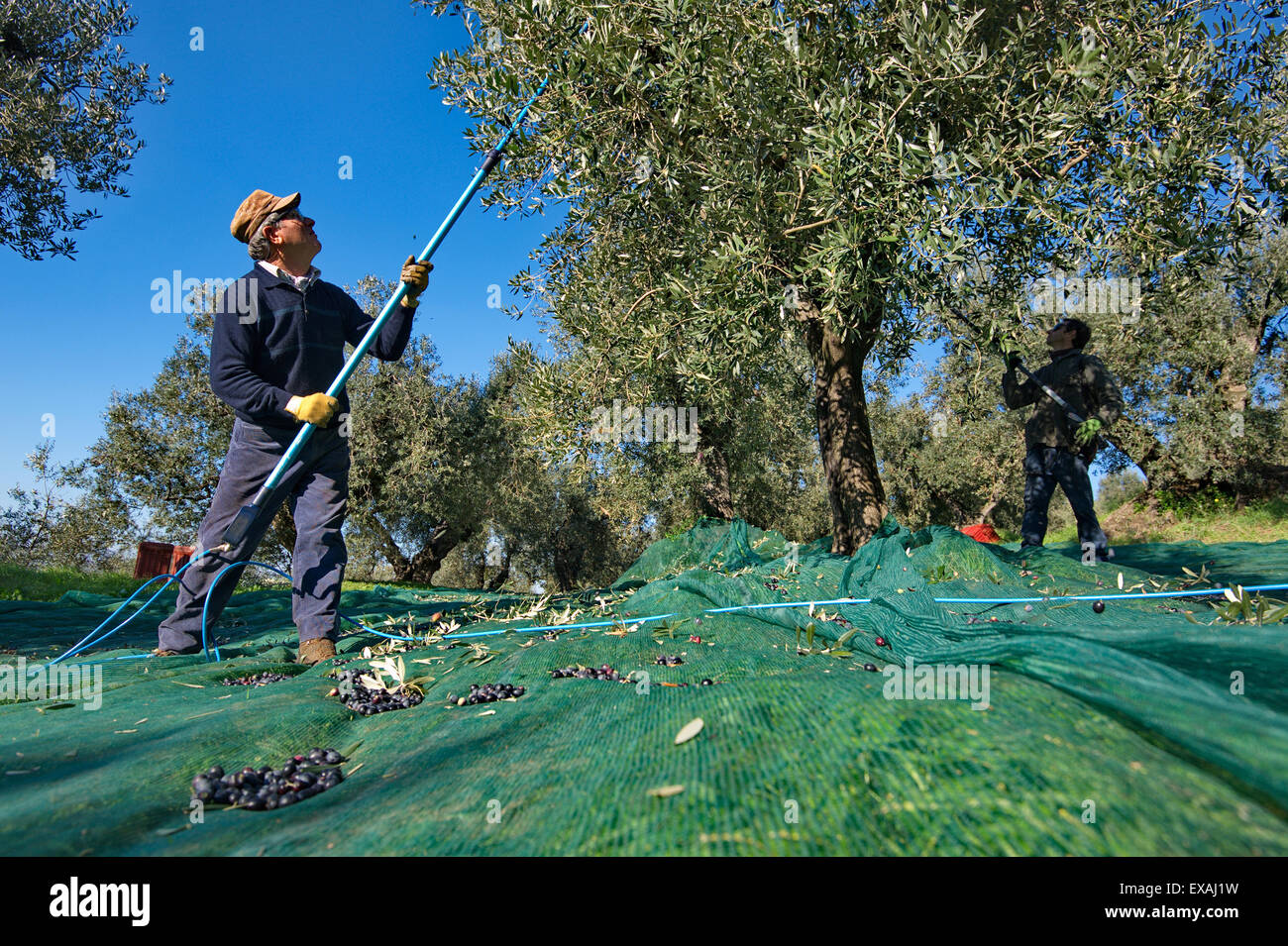 Italy, Tuscany, picking olives Stock Photo Alamy