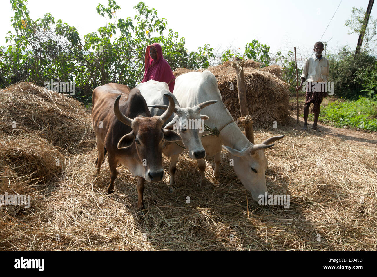 Wife in pink sari, husband behind, driving three cows around pole to thresh harvested rice crop, Dhenkanal, Orissa, India Stock Photo