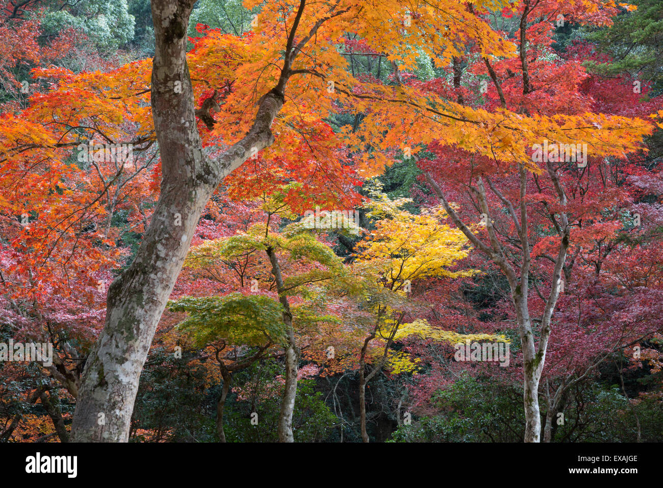 Maple trees in autumn, Momijidani Park (Japanese Maple Park), Miyajima Island, Western Honshu, Japan, Asia Stock Photo