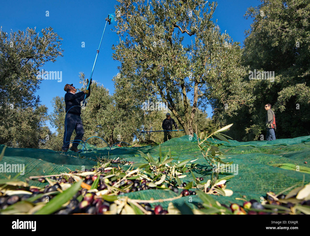 Italy, Tuscany, picking olives Stock Photo Alamy