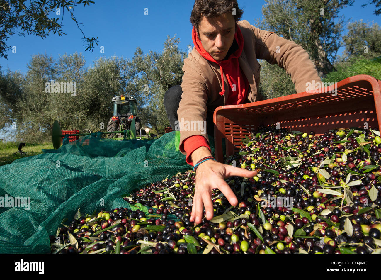 Italy, Tuscany, picking olives Stock Photo Alamy