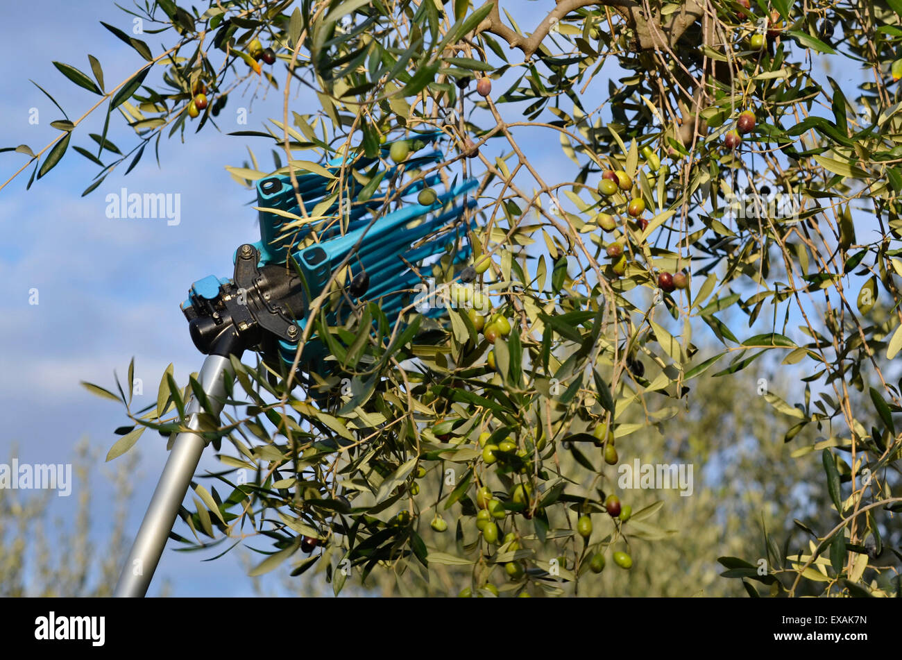 Italy, Tuscany, picking olives Stock Photo Alamy