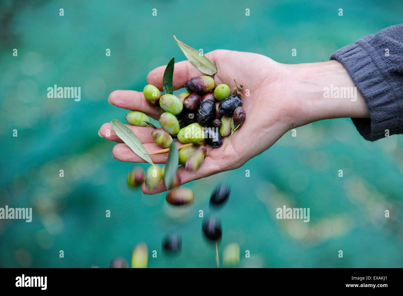 Farmer with collected olives hires stock photography and images Alamy