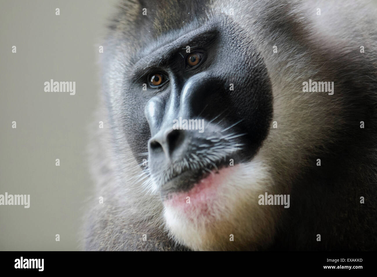 Labem, Czech Republic. 10th July, 2015. A troop of seven rare Drill monkey breed Dvur Kralove nad Labem zoo, Czech Republic, July 10, 2015. (CTK Photo/David Tanecek) Credit:  CTK/Alamy Live News Stock Photo