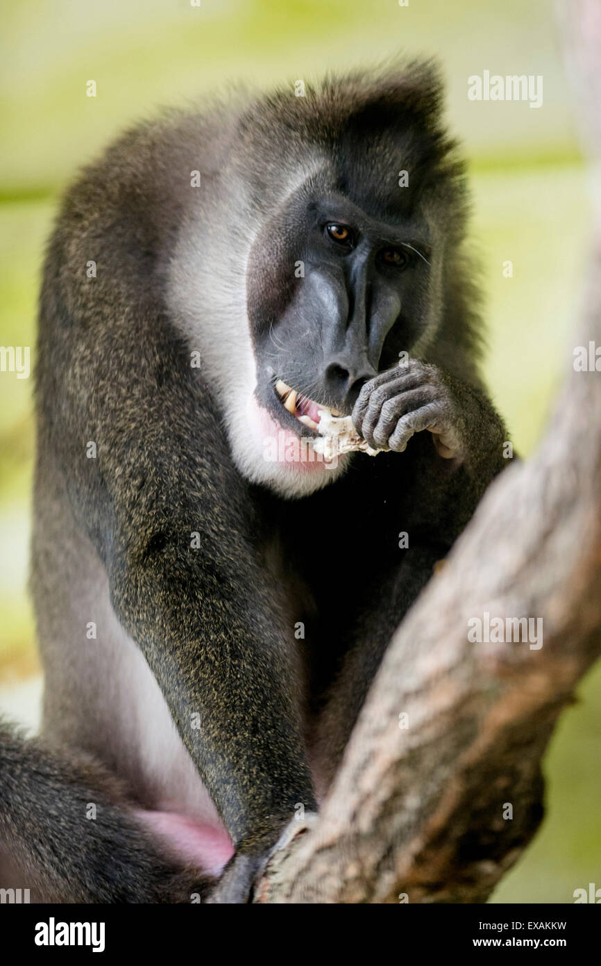 Labem, Czech Republic. 10th July, 2015. A troop of seven rare Drill monkey breed Dvur Kralove nad Labem zoo, Czech Republic, July 10, 2015. (CTK Photo/David Tanecek) Credit:  CTK/Alamy Live News Stock Photo
