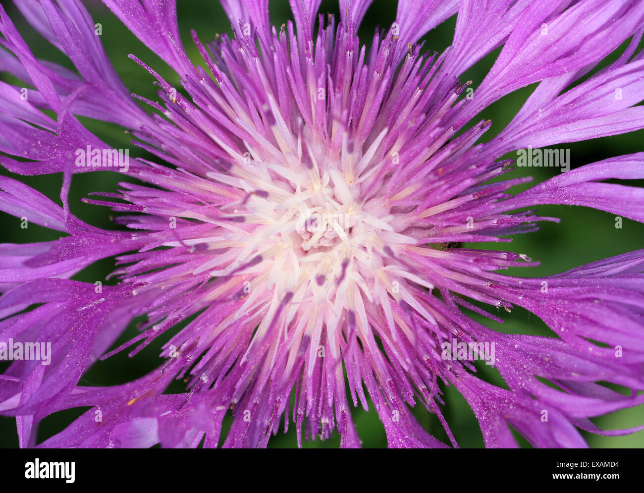 macro photo purple thistle flower Stock Photo