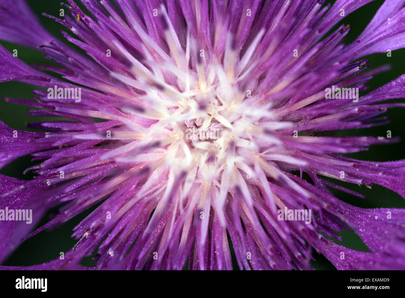 macro photo purple thistle flower Stock Photo