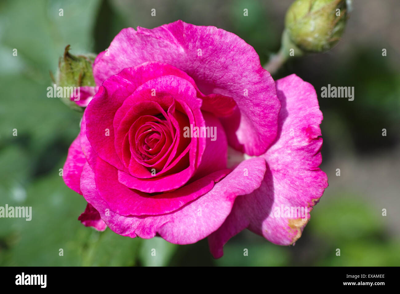 Pink rose in the garden Stock Photo