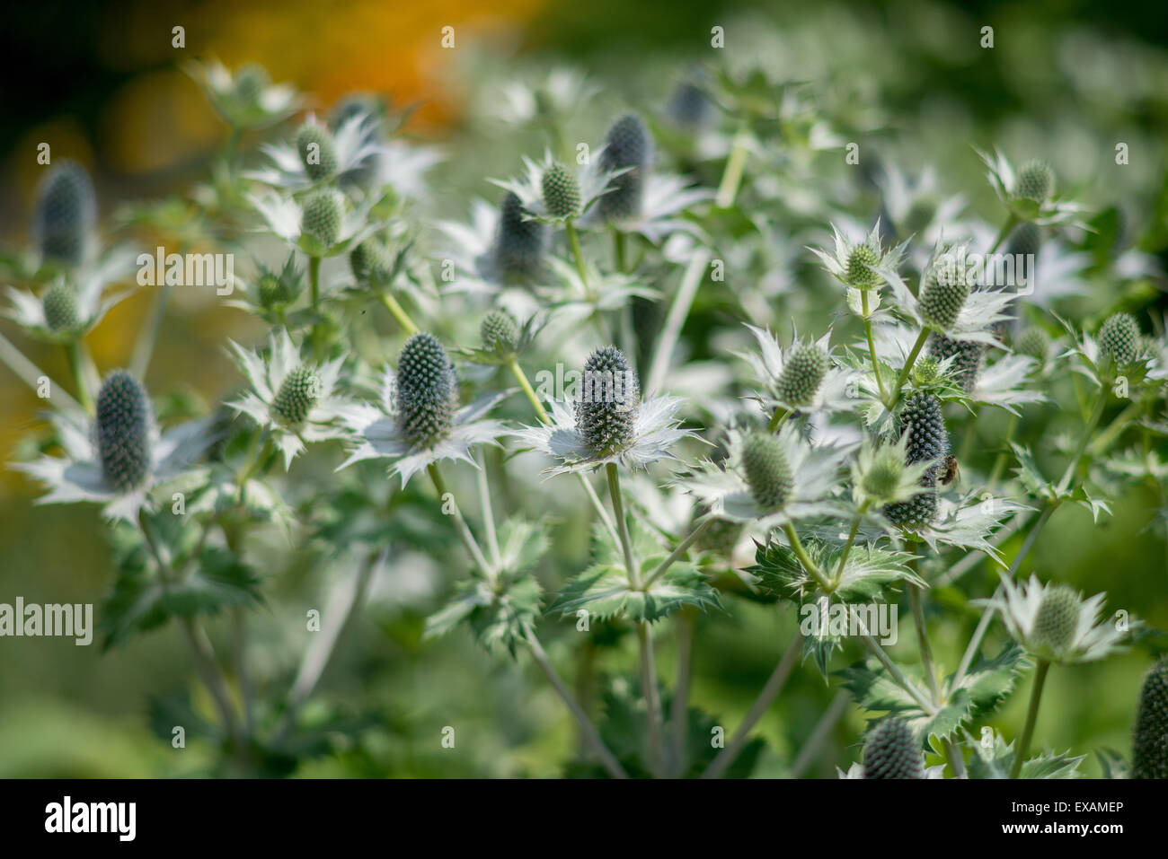 Eryngium giganteum Miss Willmott's ghost Stock Photo Alamy