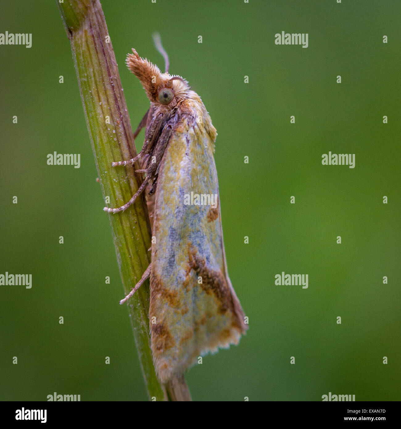 English moth hi-res stock photography and images - Alamy