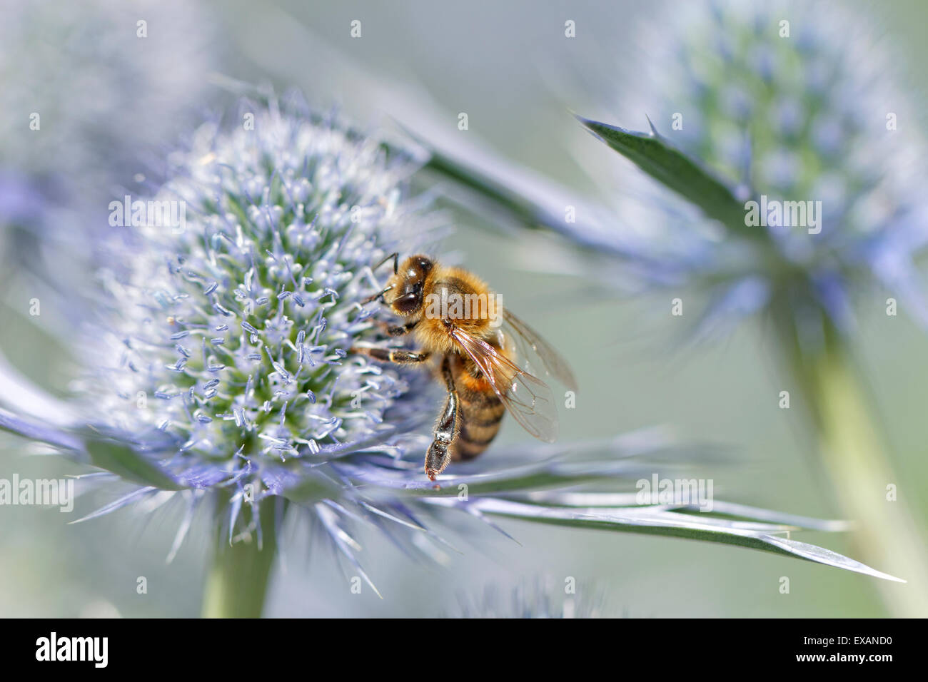 Honey bee on Erygngium 'Sapphire Blue' (common name Sea Holly) Stock Photo