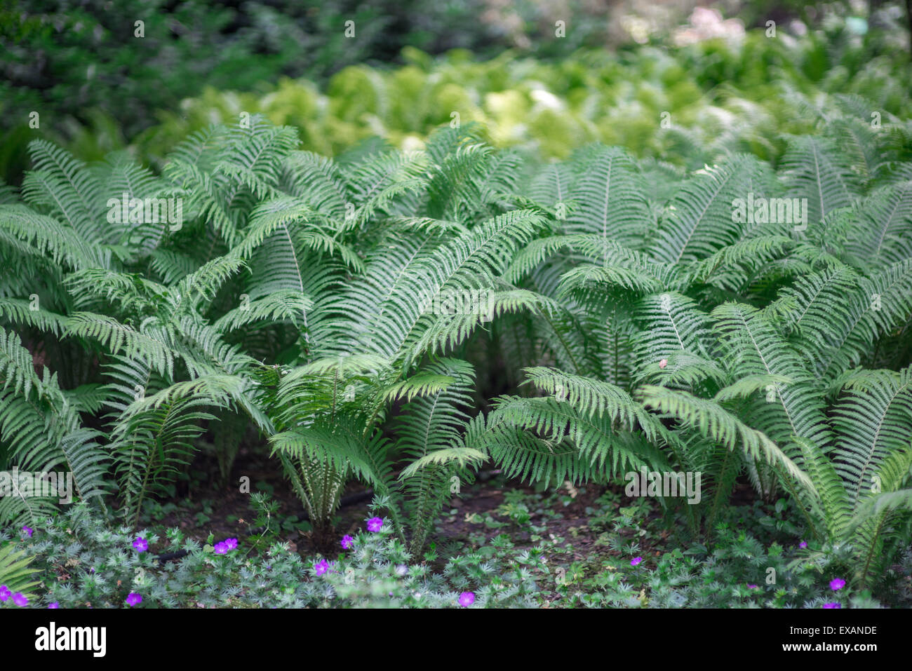 Many lush green ferns Stock Photo