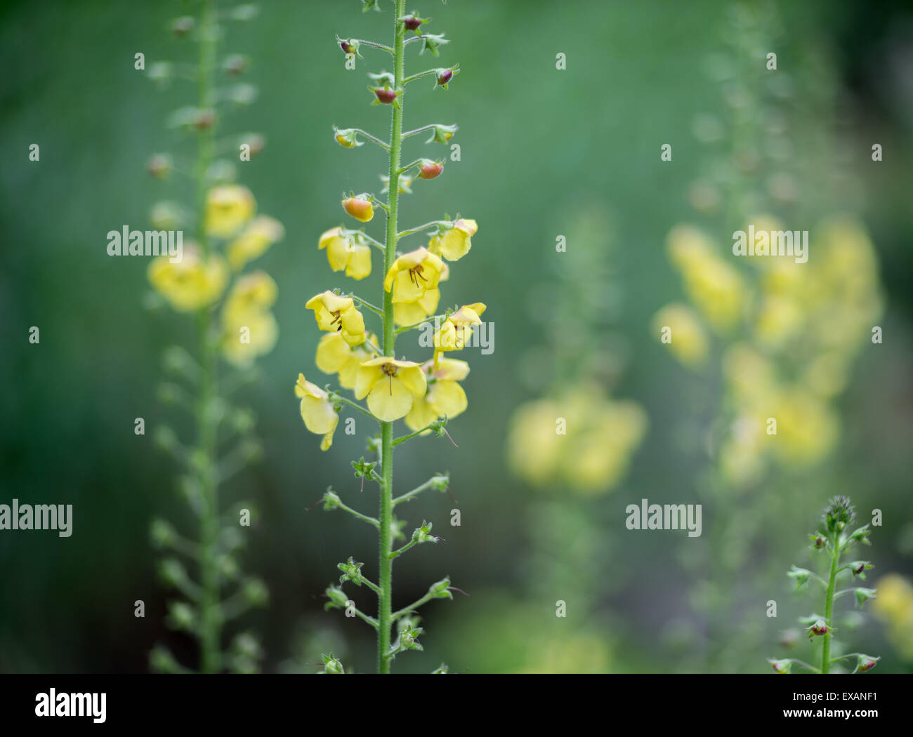 Verbascum virgatum Twiggy Wand Mullein flower close up Stock Photo