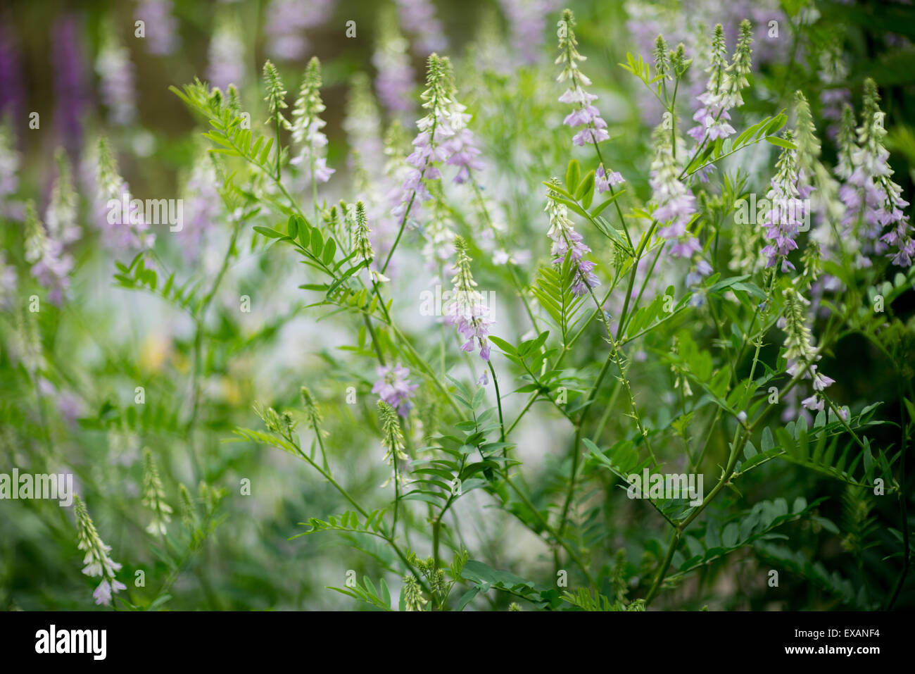 Galega officinalis in full bloom Stock Photo
